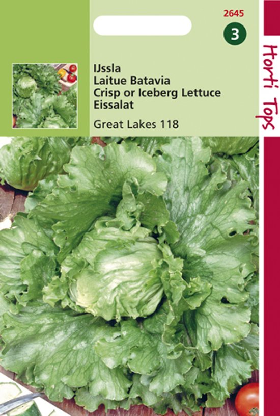 Iceberg Lettuce Great Lakes 118  (Lactuca sativa) 2000 seeds HT